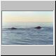 Images\Argentina\Puerto Madrin-Whales1.JPG