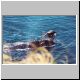 Images\Argentina\Puerto Madrin-Whales2.JPG