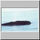 Images\Argentina\Puerto Madrin-Whales3.JPG