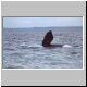 Images\Argentina\Puerto Madrin-Whales4.JPG