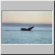 Images\Argentina\Puerto Madrin-Whales.JPG